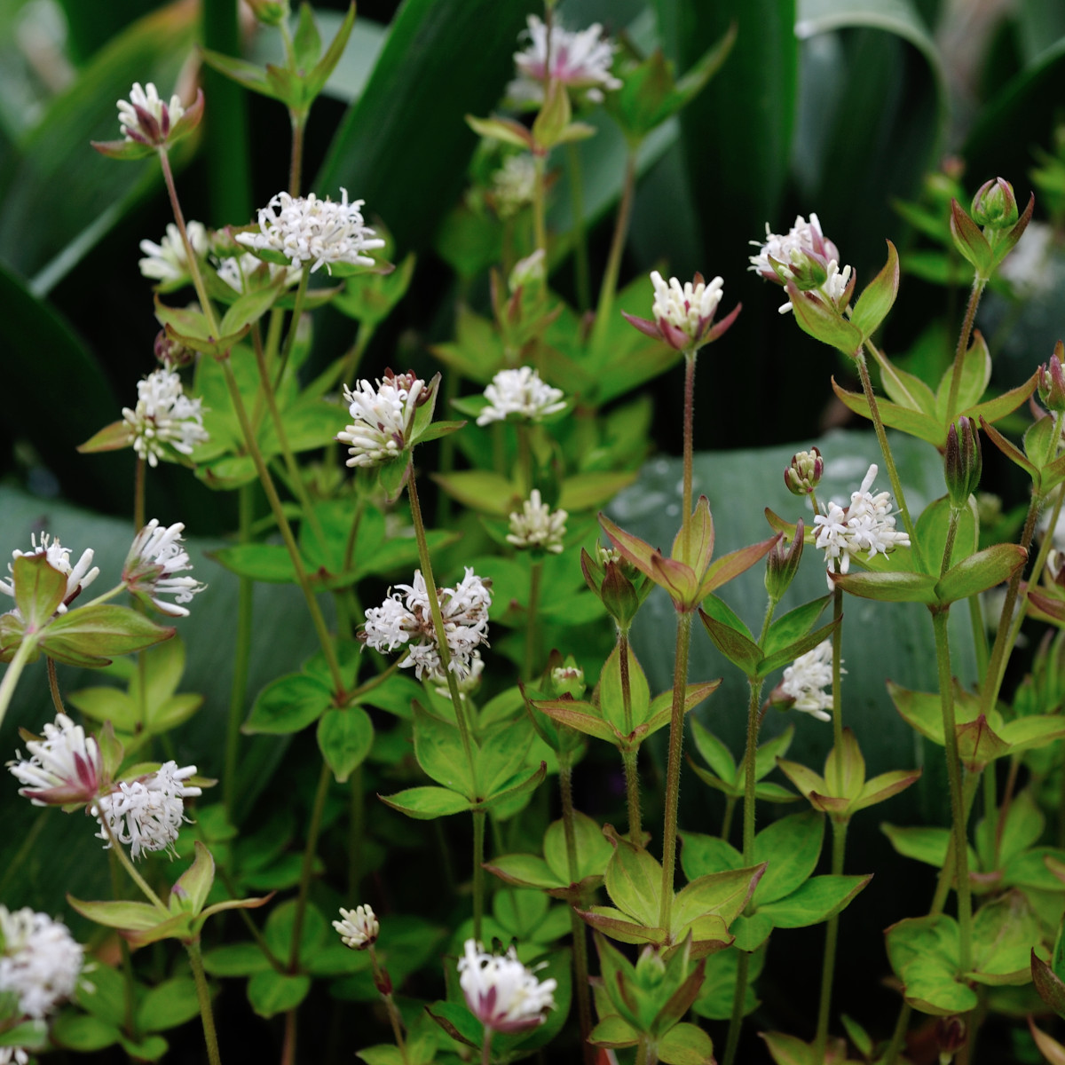 8853  Asperula taurina  I  Svenskt namn  :Taurusmåra  I  Krukstorlek   : 11c  I  Förväntad Höjd  :  30 cm  I  Blomningstid :  maj-juni - 2