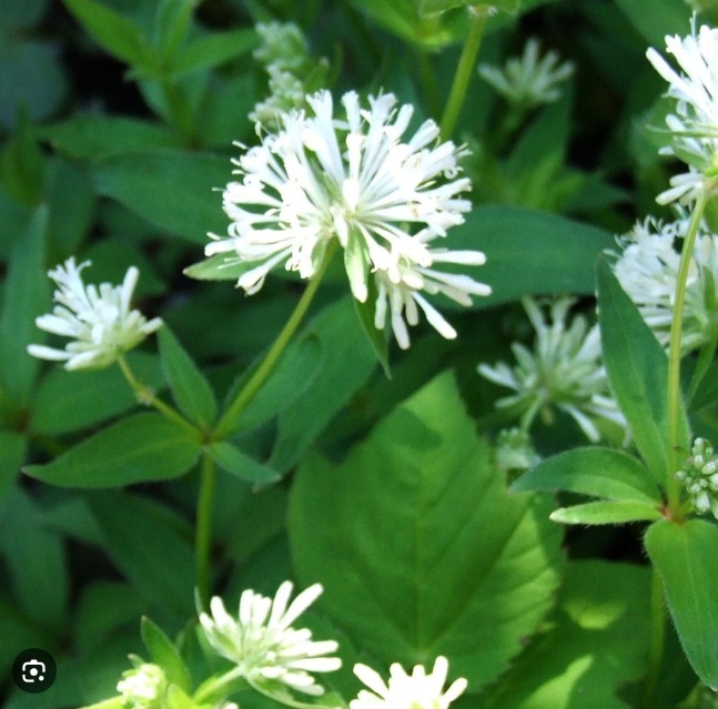 8853  Asperula taurina  I  Svenskt namn  :Taurusmåra  I  Krukstorlek   : 11c  I  Förväntad Höjd  :  30 cm  I  Blomningstid :  maj-juni