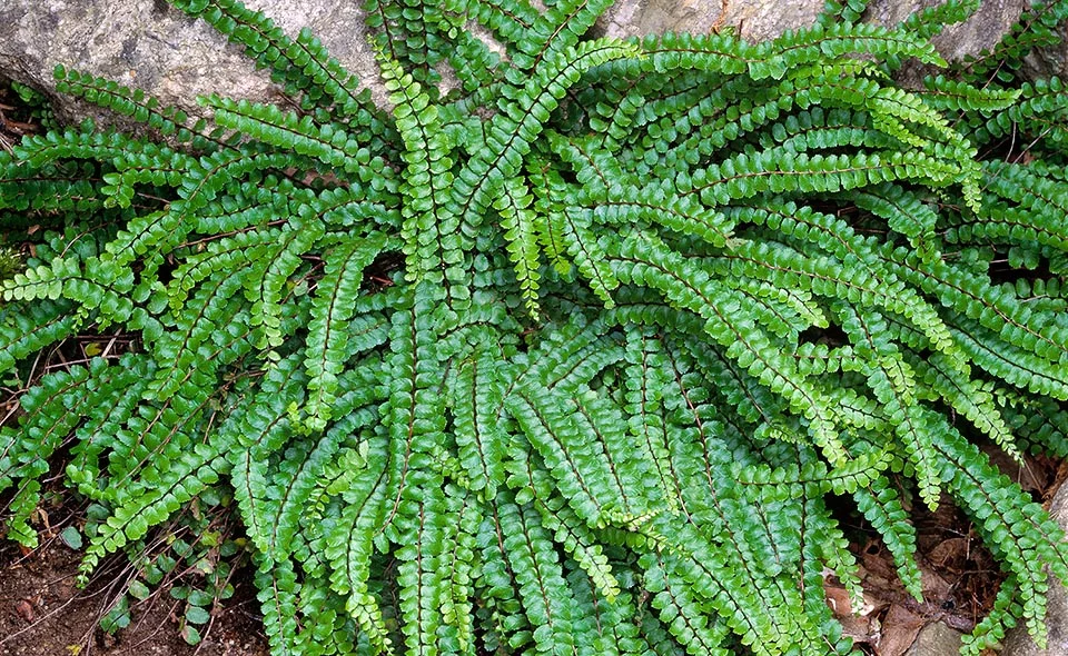 9345  Asplenium trichomanes  I  Svenskt namn  :Svartbräken  I  Krukstorlek   : SQ1  I  Förväntad Höjd  :  10 cm  I  Blomningstid :  ..... - 3
