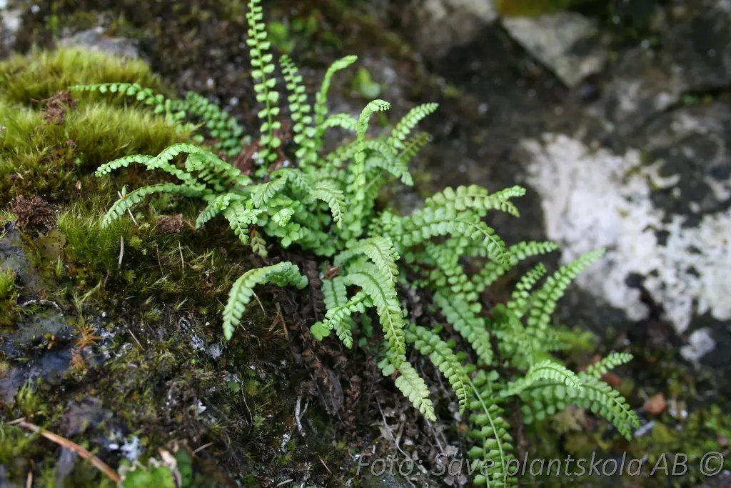9345  Asplenium trichomanes  I  Svenskt namn  :Svartbräken  I  Krukstorlek   : SQ1  I  Förväntad Höjd  :  10 cm  I  Blomningstid :  ..... - 2