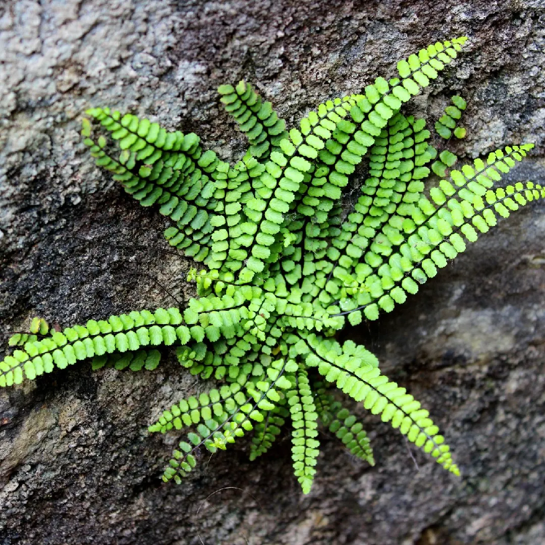 9345  Asplenium trichomanes  I  Svenskt namn  :Svartbräken  I  Krukstorlek   : SQ1  I  Förväntad Höjd  :  10 cm  I  Blomningstid :  .....