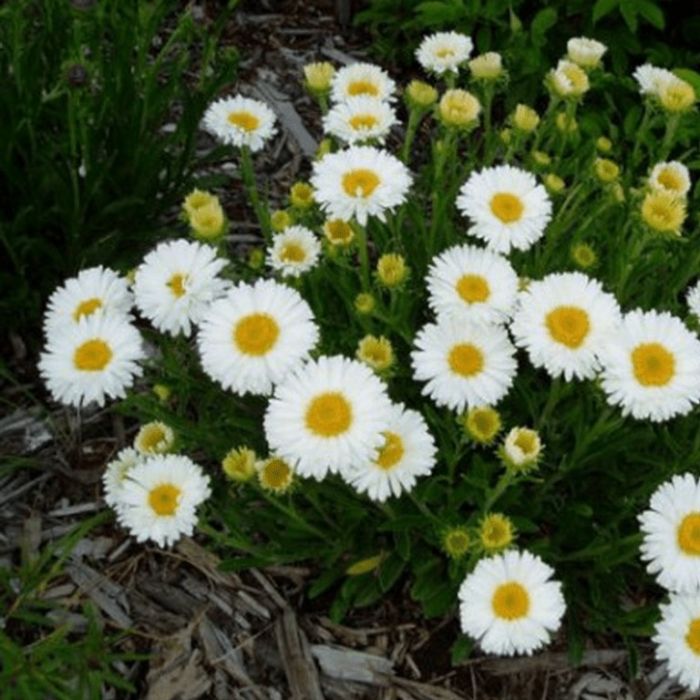 2060  Aster alpinus  Albus  I  Svenskt namn  :Alpaster  I  Krukstorlek   : 11c  I  Förväntad Höjd  :  25 cm  I  Blomningstid :  maj-juni
