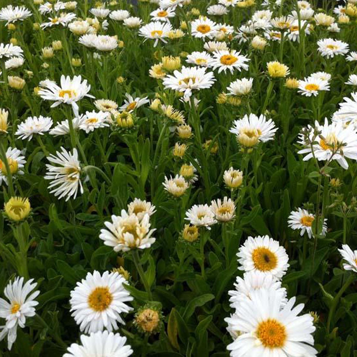 2060  Aster alpinus  Albus  I  Svenskt namn  :Alpaster  I  Krukstorlek   : 11c  I  Förväntad Höjd  :  25 cm  I  Blomningstid :  maj-juni - 3