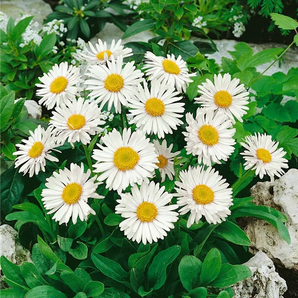 2060  Aster alpinus  Albus  I  Svenskt namn  :Alpaster  I  Krukstorlek   : 11c  I  Förväntad Höjd  :  25 cm  I  Blomningstid :  maj-juni - 2