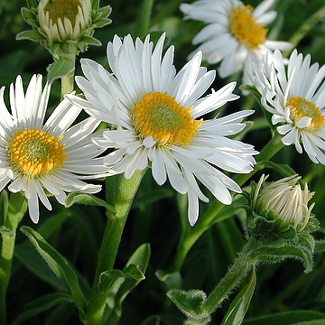 2060  Aster alpinus  Albus  I  Svenskt namn  :Alpaster  I  Krukstorlek   : 11c  I  Förväntad Höjd  :  25 cm  I  Blomningstid :  maj-juni - 4