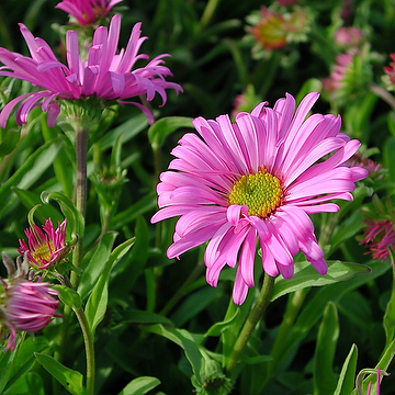 2090  Aster alpinus  Happy End  I  Svenskt namn  :Alpaster  I  Krukstorlek   : 11c  I  Förväntad Höjd  :  25 cm  I  Blomningstid :  maj-juni - 4
