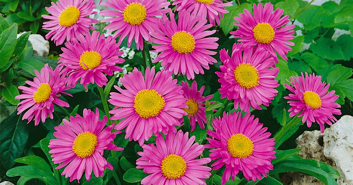 2090  Aster alpinus  Happy End  I  Svenskt namn  :Alpaster  I  Krukstorlek   : 11c  I  Förväntad Höjd  :  25 cm  I  Blomningstid :  maj-juni - 2