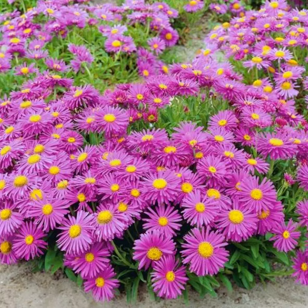 2090  Aster alpinus  Happy End  I  Svenskt namn  :Alpaster  I  Krukstorlek   : 11c  I  Förväntad Höjd  :  25 cm  I  Blomningstid :  maj-juni - 3