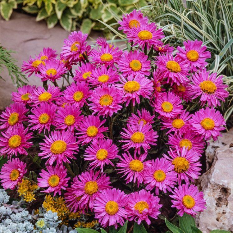 2090  Aster alpinus  Happy End  I  Svenskt namn  :Alpaster  I  Krukstorlek   : 11c  I  Förväntad Höjd  :  25 cm  I  Blomningstid :  maj-juni