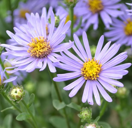 2052  Aster amellus  Axel Tallner Grönt kulturarv ®  I  Svenskt namn  :Brittsommaraster  I  Krukstorlek   : 11c  I  Förväntad Höjd  :  60 cm  I  Blomningstid :  aug-sept - 3