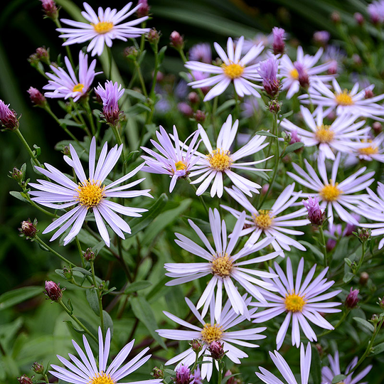 2052  Aster amellus  Axel Tallner Grönt kulturarv ®  I  Svenskt namn  :Brittsommaraster  I  Krukstorlek   : 11c  I  Förväntad Höjd  :  60 cm  I  Blomningstid :  aug-sept