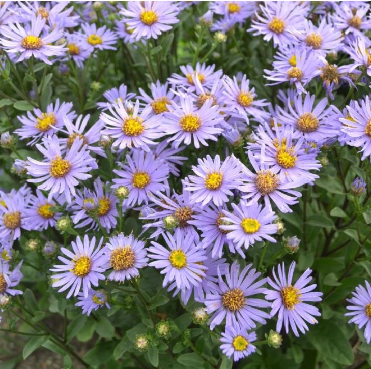 2052  Aster amellus  Axel Tallner Grönt kulturarv ®  I  Svenskt namn  :Brittsommaraster  I  Krukstorlek   : 11c  I  Förväntad Höjd  :  60 cm  I  Blomningstid :  aug-sept - 2
