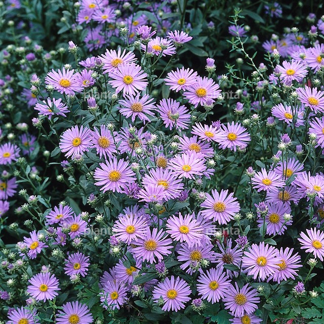 2052  Aster amellus  Axel Tallner Grönt kulturarv ®  I  Svenskt namn  :Brittsommaraster  I  Krukstorlek   : 11c  I  Förväntad Höjd  :  60 cm  I  Blomningstid :  aug-sept