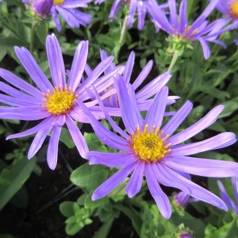 2052  Aster amellus  Axel Tallner Grönt kulturarv ®  I  Svenskt namn  :Brittsommaraster  I  Krukstorlek   : 11c  I  Förväntad Höjd  :  60 cm  I  Blomningstid :  aug-sept - 2