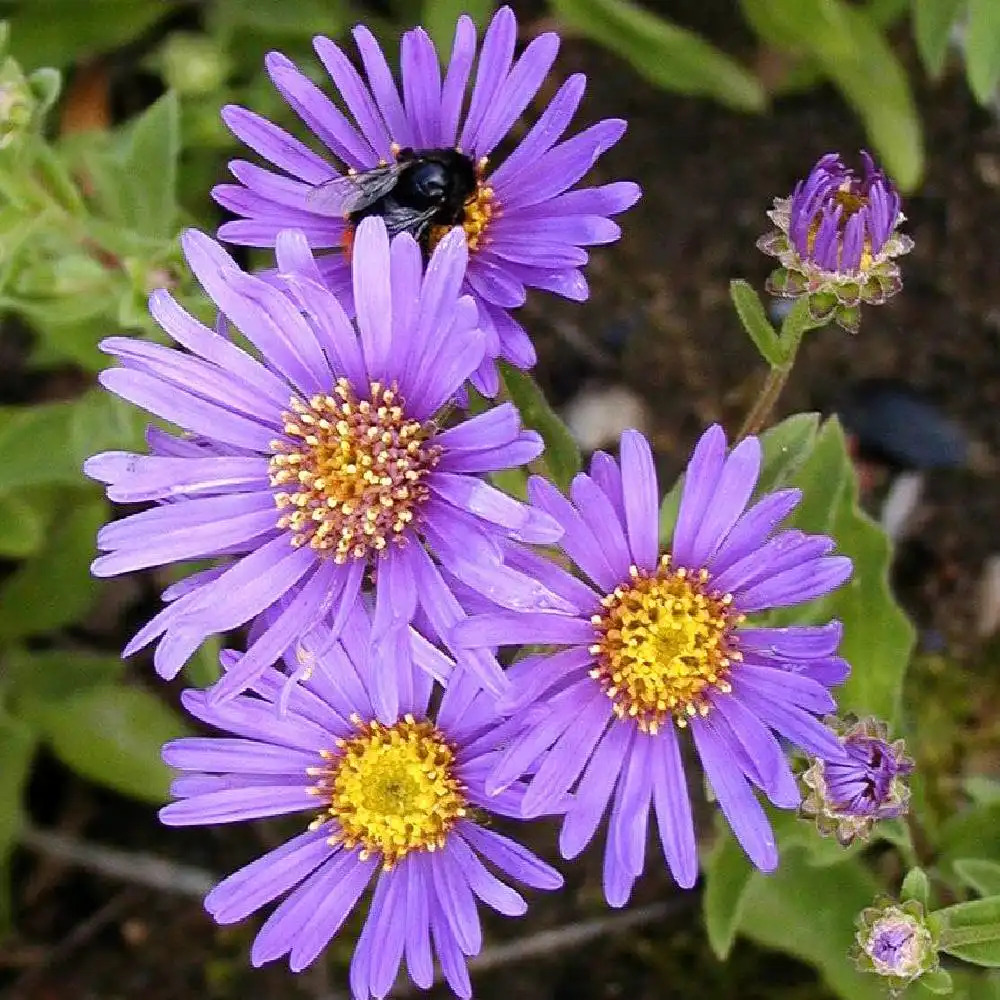 2052  Aster amellus  Axel Tallner Grönt kulturarv ®  I  Svenskt namn  :Brittsommaraster  I  Krukstorlek   : 11c  I  Förväntad Höjd  :  60 cm  I  Blomningstid :  aug-sept - 3