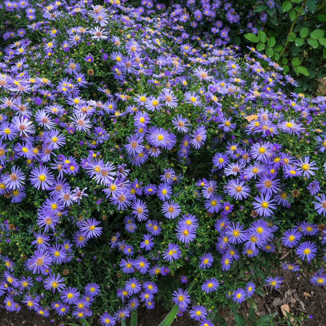 2200  Aster amellus  Rudolf Goethe  I  Svenskt namn  :Brittsommaraster  I  Krukstorlek   : 11c  I  Förväntad Höjd  :  60 cm  I  Blomningstid :  aug-sept - 2
