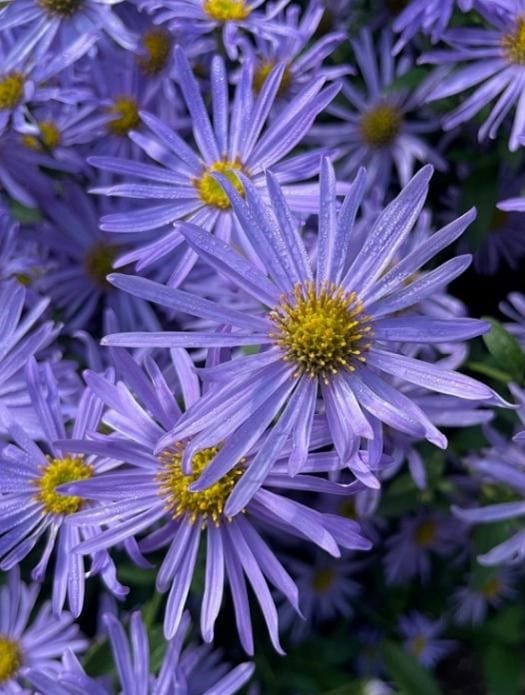 2200  Aster amellus  Rudolf Goethe  I  Svenskt namn  :Brittsommaraster  I  Krukstorlek   : 11c  I  Förväntad Höjd  :  60 cm  I  Blomningstid :  aug-sept - 3