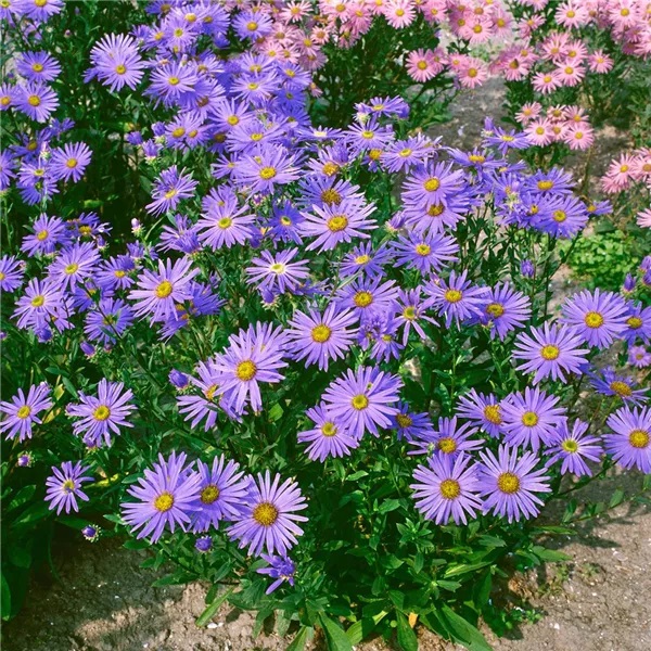 2200  Aster amellus  Rudolf Goethe  I  Svenskt namn  :Brittsommaraster  I  Krukstorlek   : 11c  I  Förväntad Höjd  :  60 cm  I  Blomningstid :  aug-sept