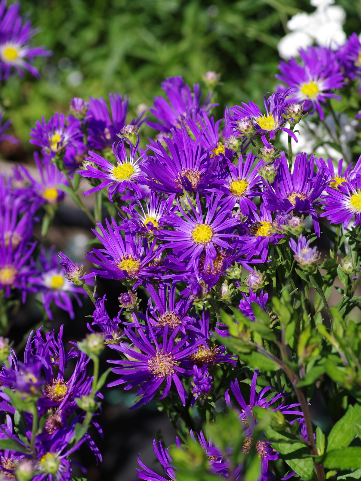 2210  Aster amellus  Veilchenkönigin  I  Svenskt namn  :Brittsommaraster  I  Krukstorlek   : 11c  I  Förväntad Höjd  :  40 cm  I  Blomningstid :  aug-sept - 3