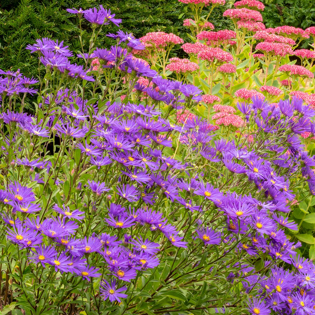 2210  Aster amellus  Veilchenkönigin  I  Svenskt namn  :Brittsommaraster  I  Krukstorlek   : 11c  I  Förväntad Höjd  :  40 cm  I  Blomningstid :  aug-sept - 2