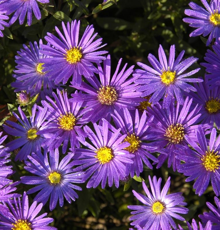 2210  Aster amellus  Veilchenkönigin  I  Svenskt namn  :Brittsommaraster  I  Krukstorlek   : 11c  I  Förväntad Höjd  :  40 cm  I  Blomningstid :  aug-sept