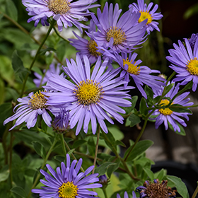 2238  Aster frikartii  Mönch  I  Svenskt namn  :Kokardaster  I  Krukstorlek   : 11c/P9  I  Förväntad Höjd  :  60 cm  I  Blomningstid :  aug-sept - 2
