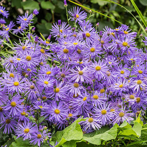 2238  Aster frikartii  Mönch  I  Svenskt namn  :Kokardaster  I  Krukstorlek   : 11c/P9  I  Förväntad Höjd  :  60 cm  I  Blomningstid :  aug-sept