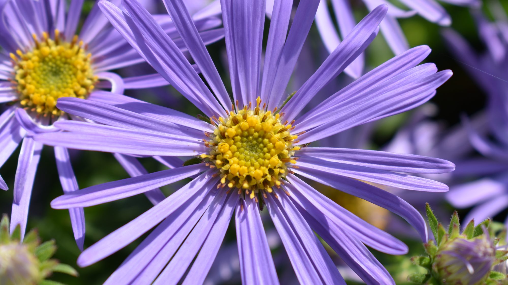 2238  Aster frikartii  Mönch  I  Svenskt namn  :Kokardaster  I  Krukstorlek   : 11c/P9  I  Förväntad Höjd  :  60 cm  I  Blomningstid :  aug-sept - 3