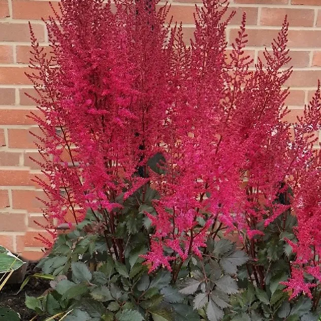 2712  Astilbe  Chocolate Cherry (PBR)  I  Svenskt namn  :Astilbe  I  Krukstorlek   : SQ1  I  Förväntad Höjd  :  90/120 cm  I  Blomningstid :  juli-sept - 3