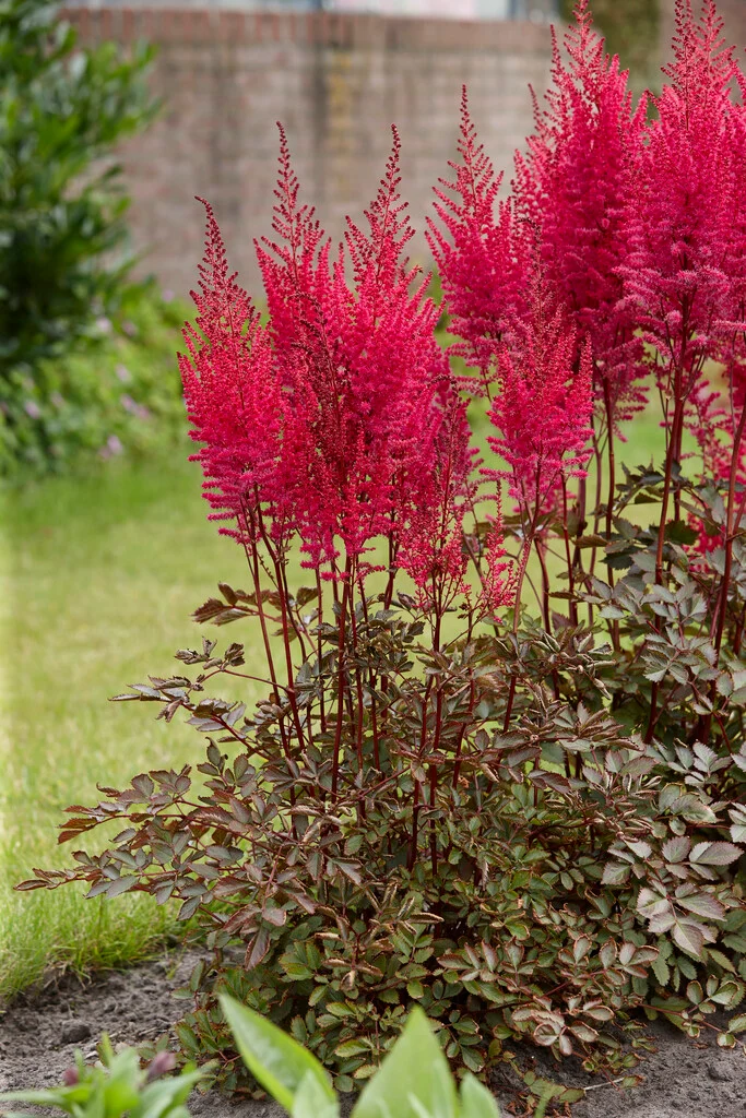 2712  Astilbe  Chocolate Cherry (PBR)  I  Svenskt namn  :Astilbe  I  Krukstorlek   : SQ1  I  Förväntad Höjd  :  90/120 cm  I  Blomningstid :  juli-sept - 2
