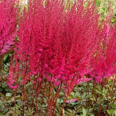 2712  Astilbe  Chocolate Cherry (PBR)  I  Svenskt namn  :Astilbe  I  Krukstorlek   : SQ1  I  Förväntad Höjd  :  90/120 cm  I  Blomningstid :  juli-sept