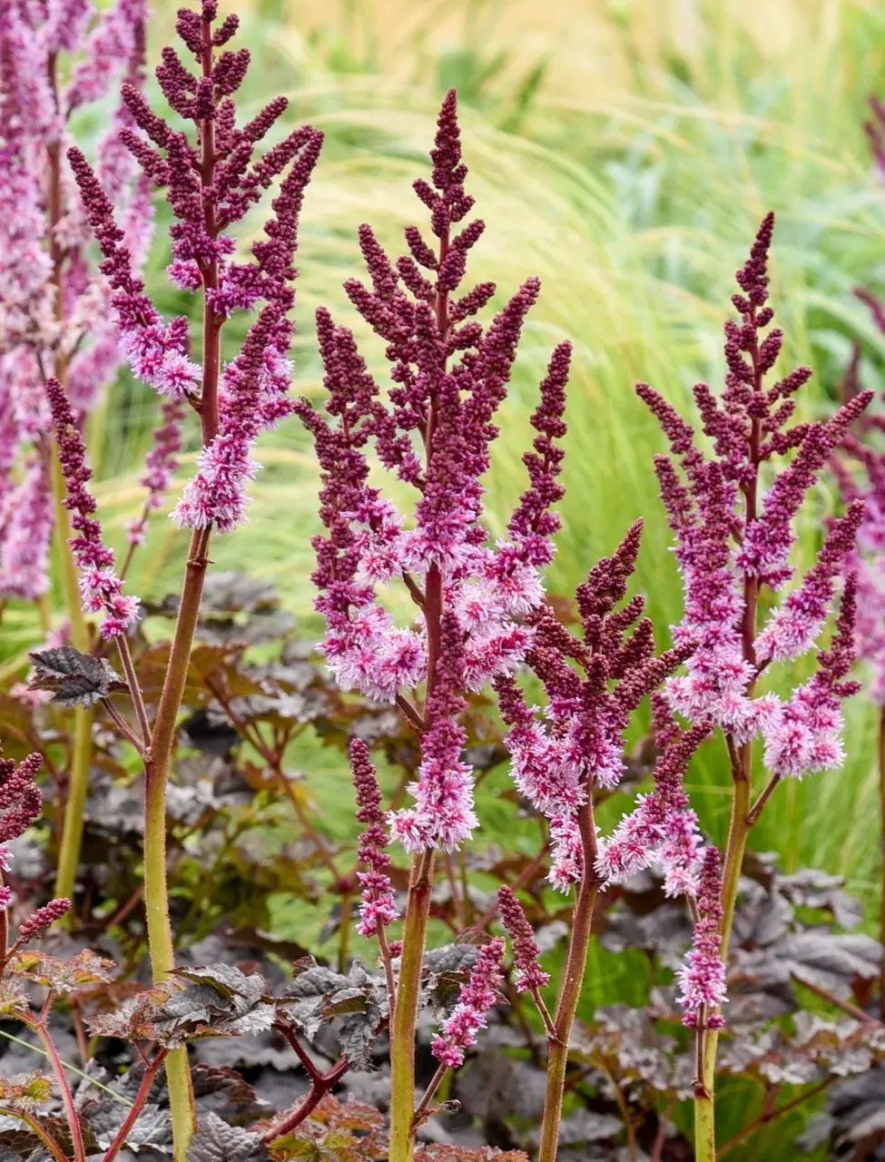 2714  Astilbe  Dark Side of the Moon  I  Svenskt namn  :Astilbe  I  Krukstorlek   : SQ1  I  Förväntad Höjd  :  30/50 cm  I  Blomningstid :  juli-aug - 3