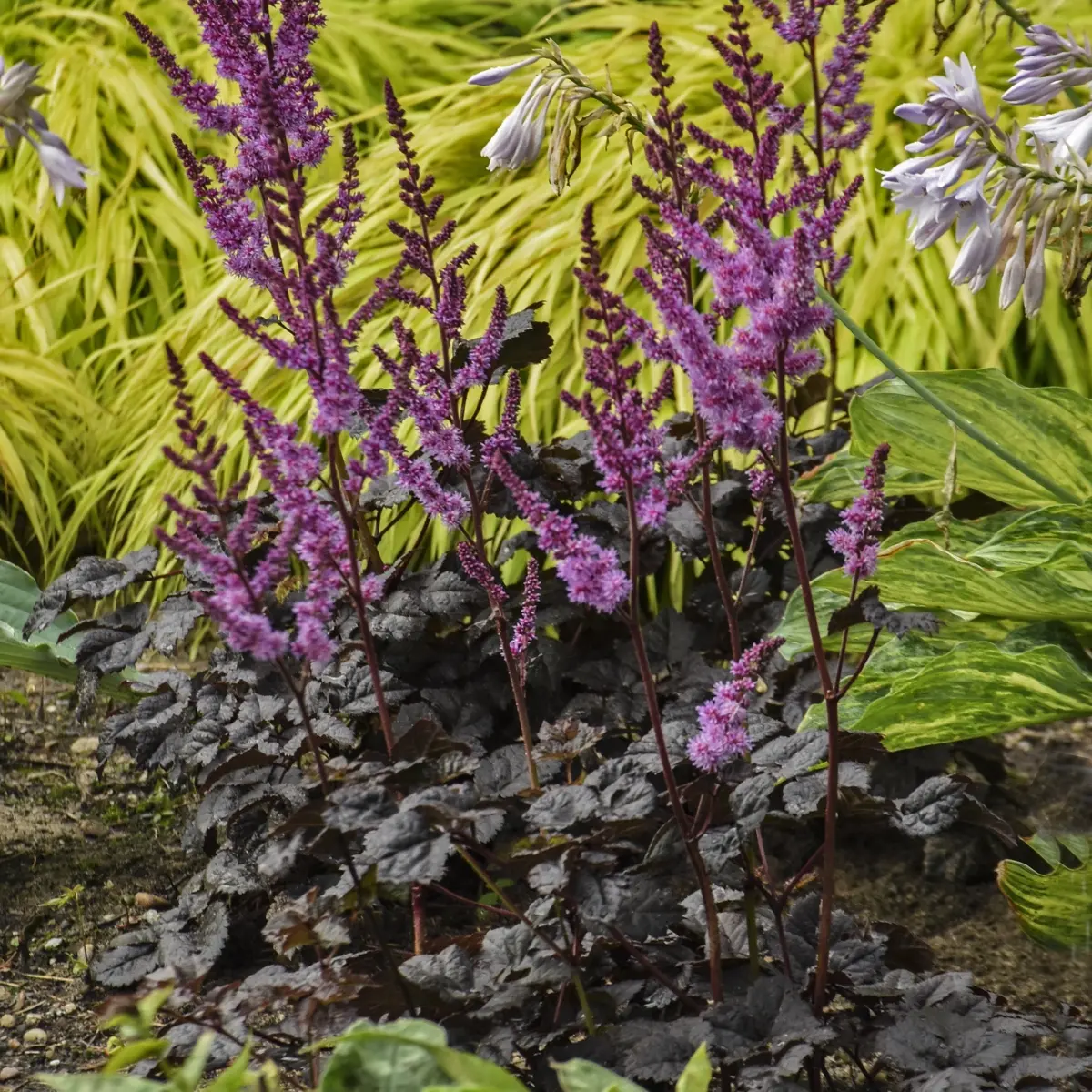 2714  Astilbe  Dark Side of the Moon  I  Svenskt namn  :Astilbe  I  Krukstorlek   : SQ1  I  Förväntad Höjd  :  30/50 cm  I  Blomningstid :  juli-aug