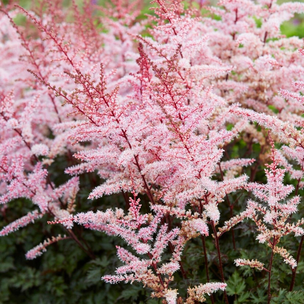 2721  Astilbe  Delft Lace  I  Svenskt namn  :Astilbe  I  Krukstorlek   : SQ1  I  Förväntad Höjd  :  40/60 cm  I  Blomningstid :  juli-aug