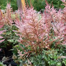 2721  Astilbe  Delft Lace  I  Svenskt namn  :Astilbe  I  Krukstorlek   : SQ1  I  Förväntad Höjd  :  40/60 cm  I  Blomningstid :  juli-aug - 2