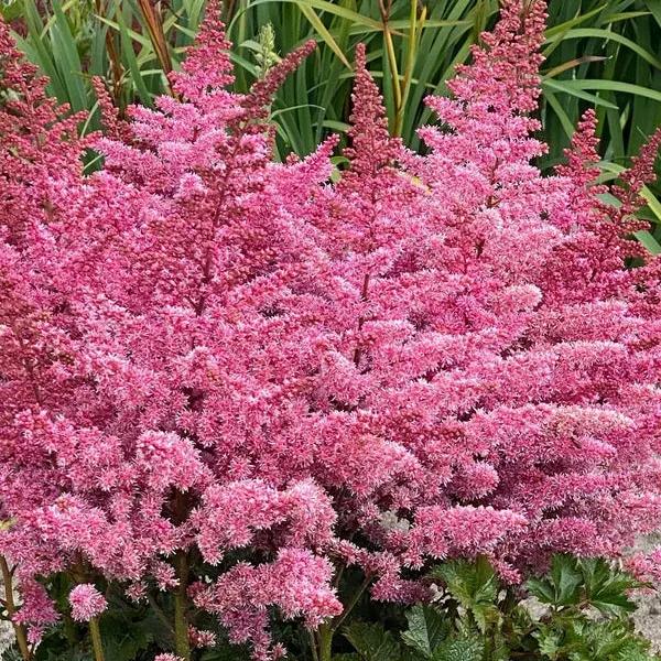 2556  Astilbe  Razzle Dazzle  I  Svenskt namn  :Astilbe  I  Krukstorlek   : SQ1  I  Förväntad Höjd  :  20/40 cm  I  Blomningstid :  juli-aug