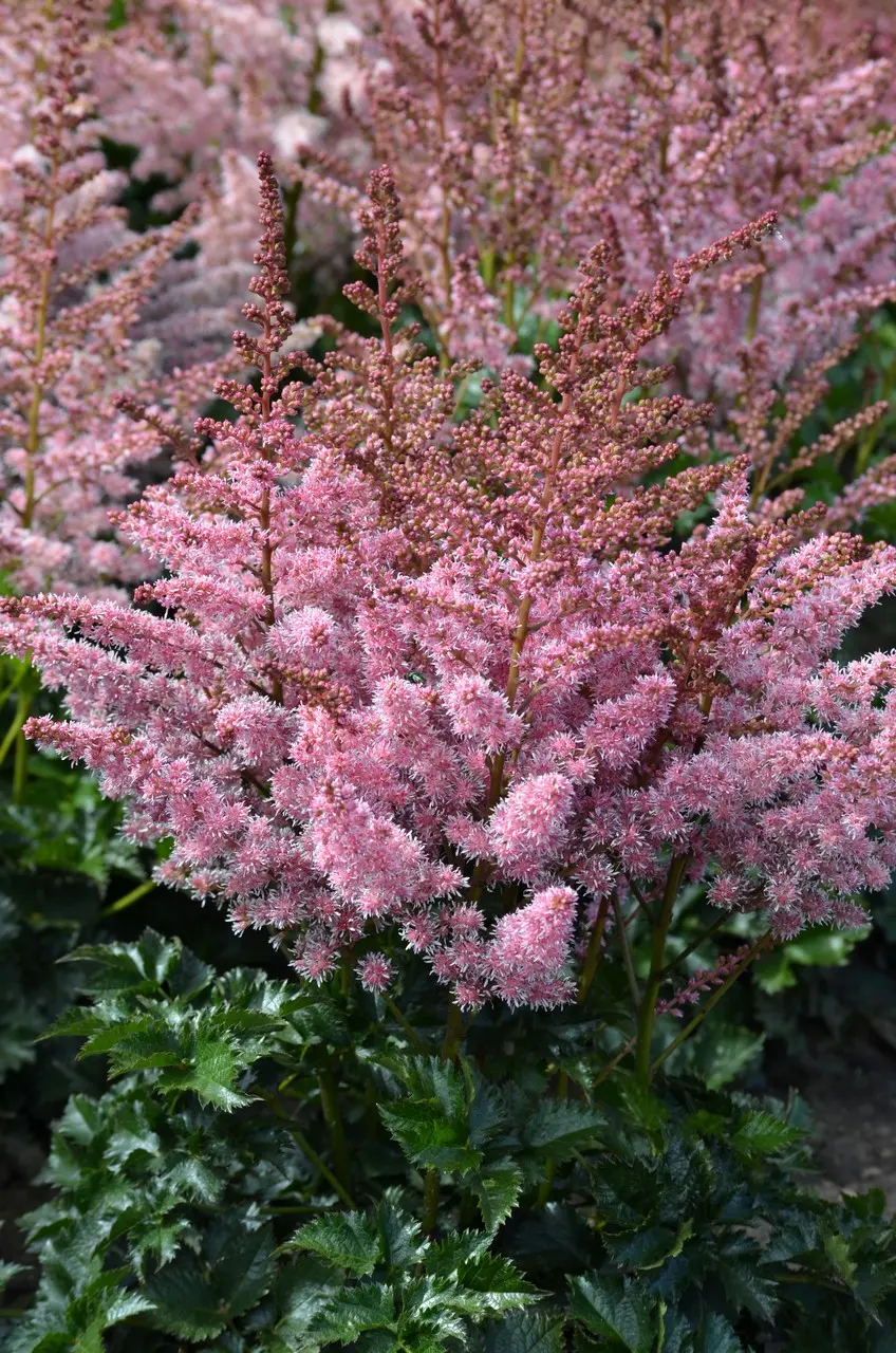 2556  Astilbe  Razzle Dazzle  I  Svenskt namn  :Astilbe  I  Krukstorlek   : SQ1  I  Förväntad Höjd  :  20/40 cm  I  Blomningstid :  juli-aug - 3