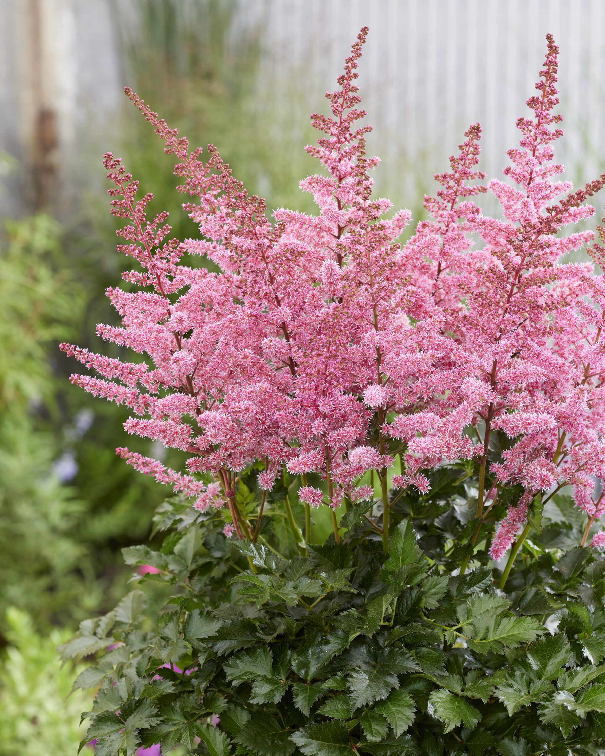 2556  Astilbe  Razzle Dazzle  I  Svenskt namn  :Astilbe  I  Krukstorlek   : SQ1  I  Förväntad Höjd  :  20/40 cm  I  Blomningstid :  juli-aug - 2
