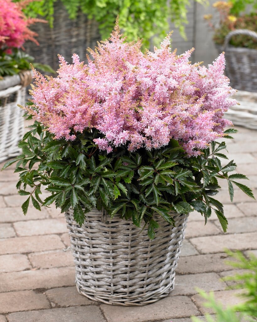 2708  Astilbe  Sugarberry  I  Svenskt namn  :Astilbe  I  Krukstorlek   : SQ1  I  Förväntad Höjd  :  20/40 cm  I  Blomningstid :  juli-sept - 3