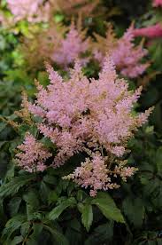 2708  Astilbe  Sugarberry  I  Svenskt namn  :Astilbe  I  Krukstorlek   : SQ1  I  Förväntad Höjd  :  20/40 cm  I  Blomningstid :  juli-sept - 2