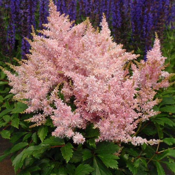 2708  Astilbe  Sugarberry  I  Svenskt namn  :Astilbe  I  Krukstorlek   : SQ1  I  Förväntad Höjd  :  20/40 cm  I  Blomningstid :  juli-sept