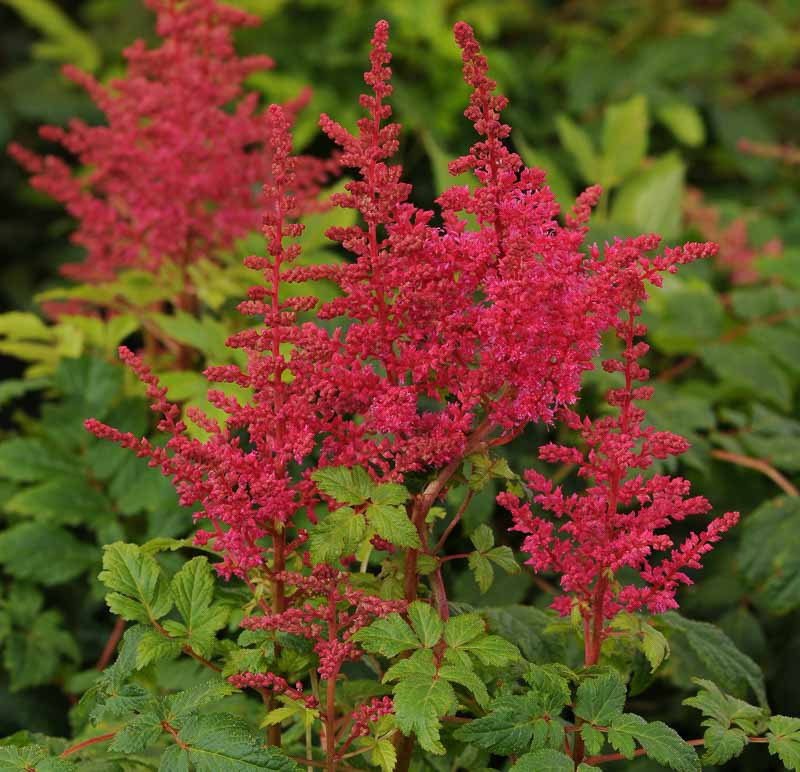 2564  Astilbe  Younique Carmine (PBR)  I  Svenskt namn  :Astilbe  I  Krukstorlek   : SQ1  I  Förväntad Höjd  :  30/40 cm  I  Blomningstid :  juli-aug