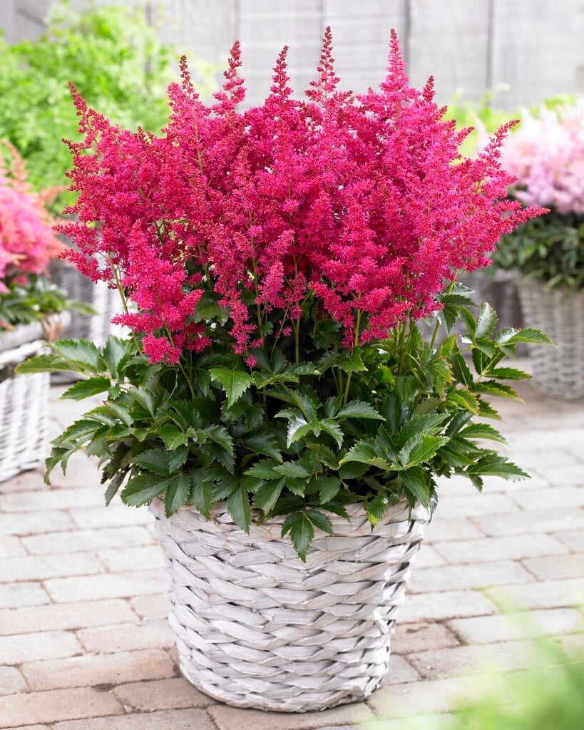 2564  Astilbe  Younique Carmine (PBR)  I  Svenskt namn  :Astilbe  I  Krukstorlek   : SQ1  I  Förväntad Höjd  :  30/40 cm  I  Blomningstid :  juli-aug - 2