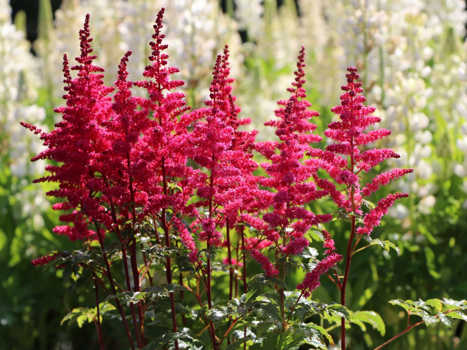 2564  Astilbe  Younique Carmine (PBR)  I  Svenskt namn  :Astilbe  I  Krukstorlek   : SQ1  I  Förväntad Höjd  :  30/40 cm  I  Blomningstid :  juli-aug - 3
