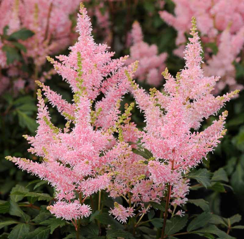 2561  Astilbe  Younique Salmon (PBR)  I  Svenskt namn  :Astilbe  I  Krukstorlek   : SQ1  I  Förväntad Höjd  :  30/40 cm  I  Blomningstid :  juli-aug