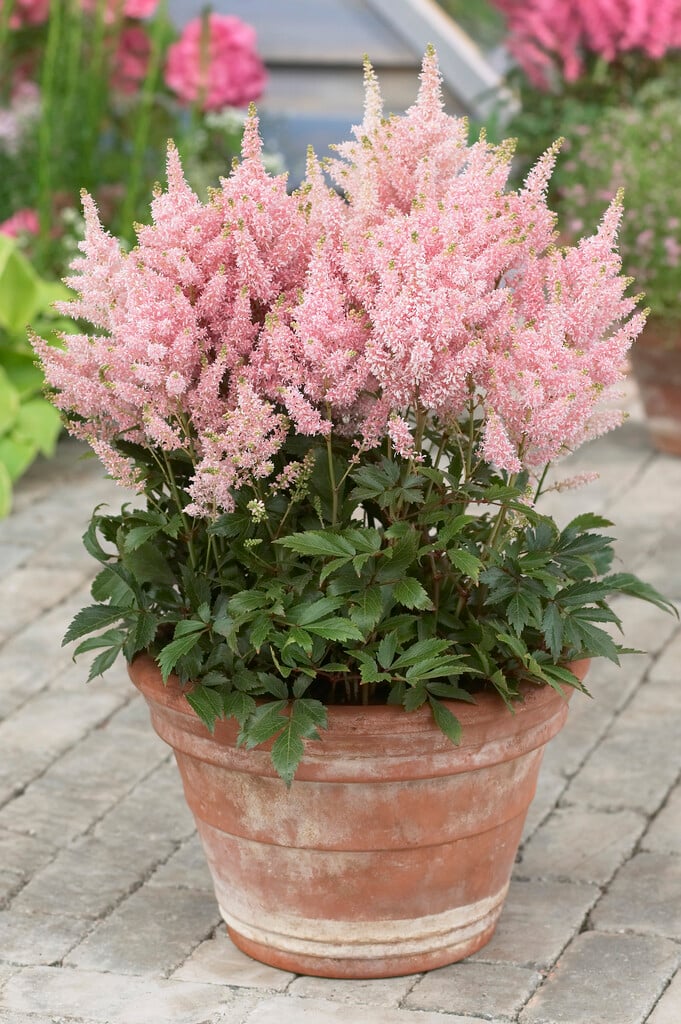 2561  Astilbe  Younique Salmon (PBR)  I  Svenskt namn  :Astilbe  I  Krukstorlek   : SQ1  I  Förväntad Höjd  :  30/40 cm  I  Blomningstid :  juli-aug - 2