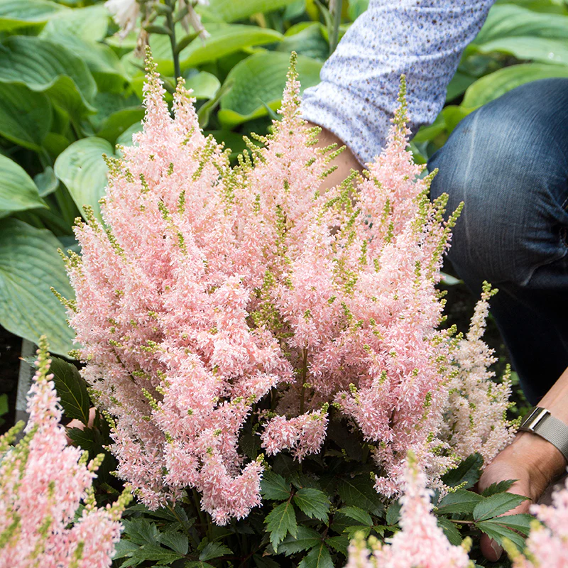 2561  Astilbe  Younique Salmon (PBR)  I  Svenskt namn  :Astilbe  I  Krukstorlek   : SQ1  I  Förväntad Höjd  :  30/40 cm  I  Blomningstid :  juli-aug - 3