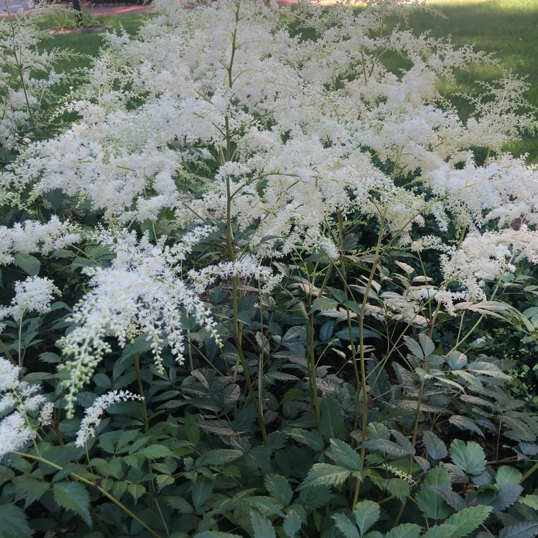 2575  Astilbe arendsii  Brautschleier  I  Svenskt namn  :Astilbe  I  Krukstorlek   : SQ1  I  Förväntad Höjd  :  40/80 cm  I  Blomningstid :  juli-aug - 2