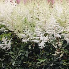 2575  Astilbe arendsii  Brautschleier  I  Svenskt namn  :Astilbe  I  Krukstorlek   : SQ1  I  Förväntad Höjd  :  40/80 cm  I  Blomningstid :  juli-aug - 3