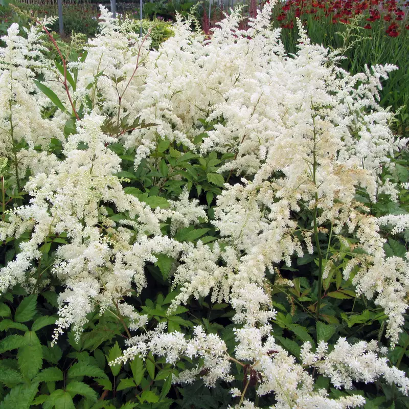 2575  Astilbe arendsii  Brautschleier  I  Svenskt namn  :Astilbe  I  Krukstorlek   : SQ1  I  Förväntad Höjd  :  40/80 cm  I  Blomningstid :  juli-aug